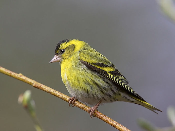 Scatiu (Carduelis spinus)