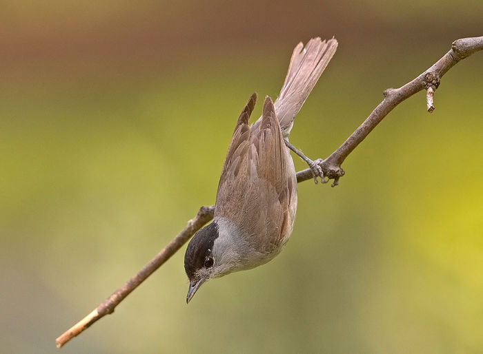 Silvie cu cap negru (Sylvia atricapilla)