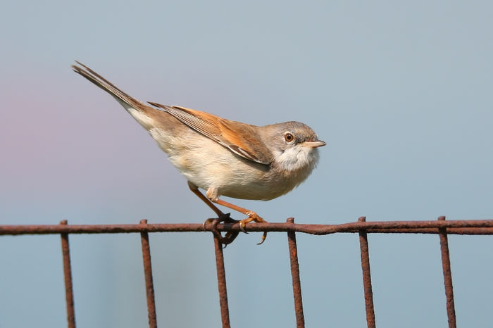 Silvie de câmp (Sylvia communis)