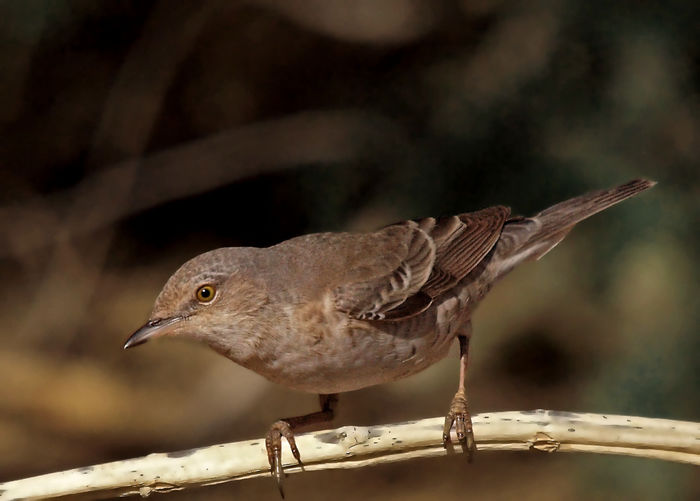 Silvie porumbaca (sylvia nisoria)