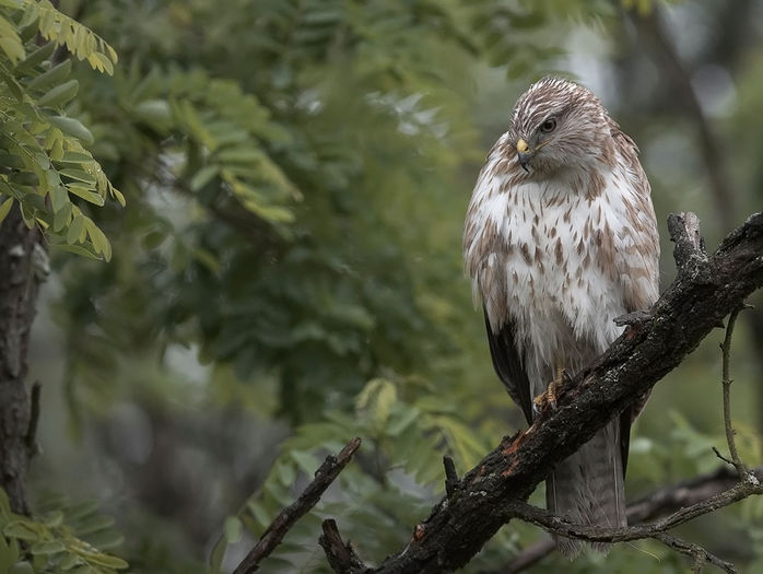 Şorecar comun (Buteo buteo)