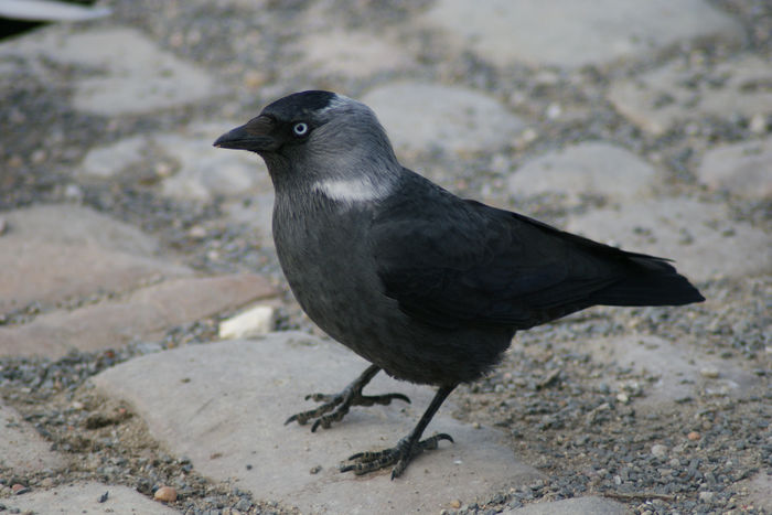 Stăncuță (Corvus monedula)