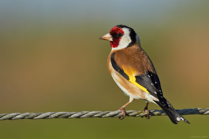 Sticlete (Carduelis carduelis)