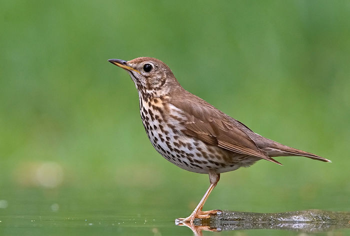 Sturz cântător (Turdus philomelos)