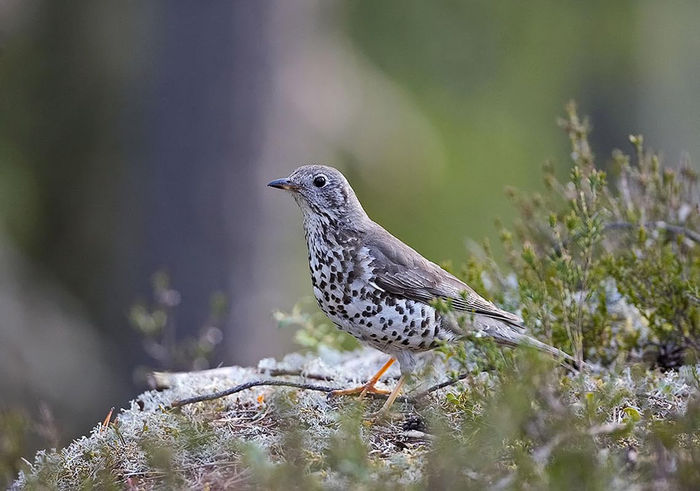 Sturz de vâsc (Turdus viscivorus)