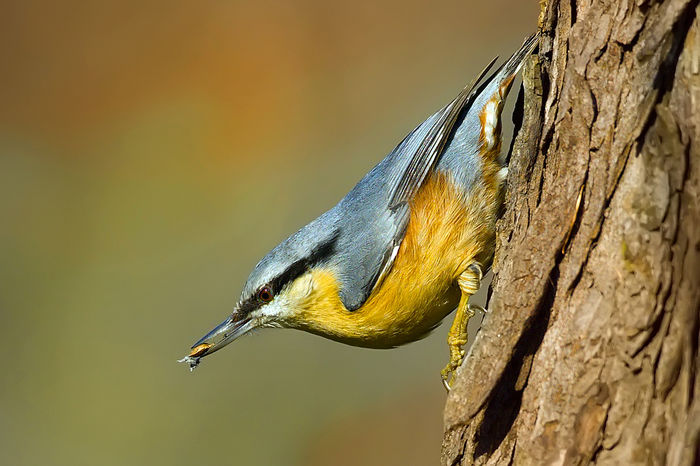 Țiclean (Sitta europaea)