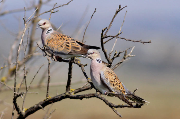 Turturica – Streptopelia turtur