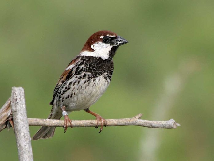 Vrabie negricioasă (Passer hispaniolensis)