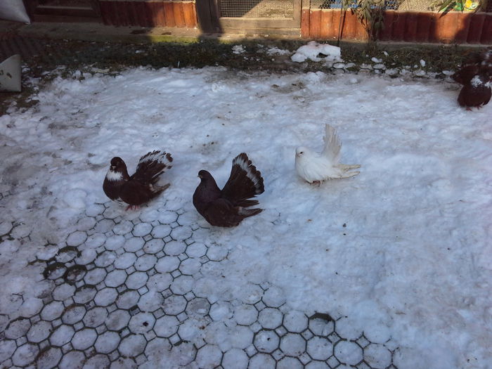 20150102_125604 - CASTANII DE CRAIOVA