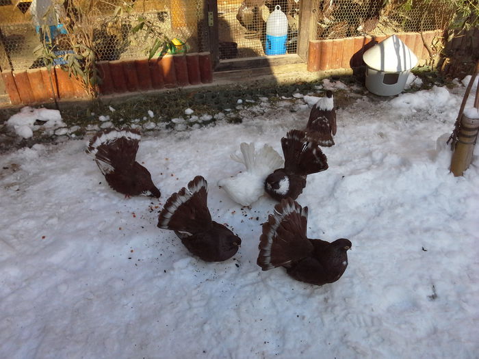 20150102_125741 - CASTANII DE CRAIOVA