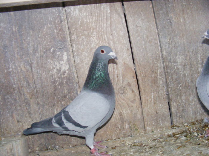 consacvin vanbruene - lot zbor