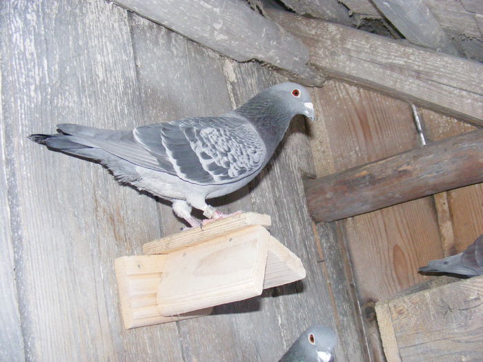 DSCF4457 - lot zbor