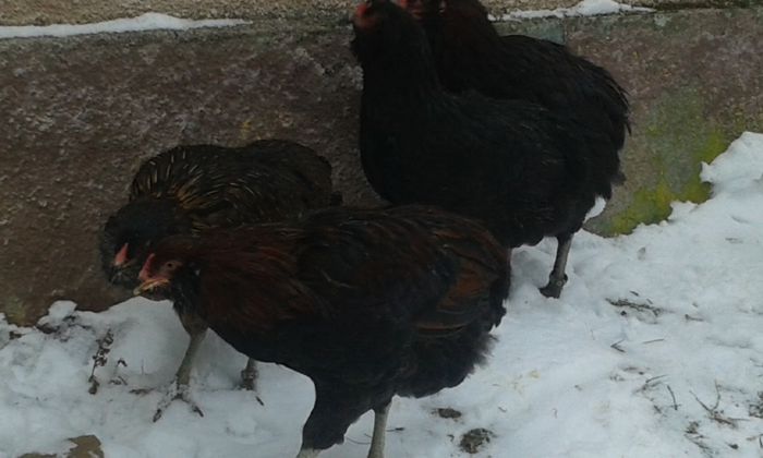 20150102_160034 - Araucana 2015