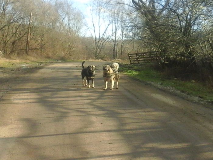 20141221_142750 - Caini ciobanesti din localitate