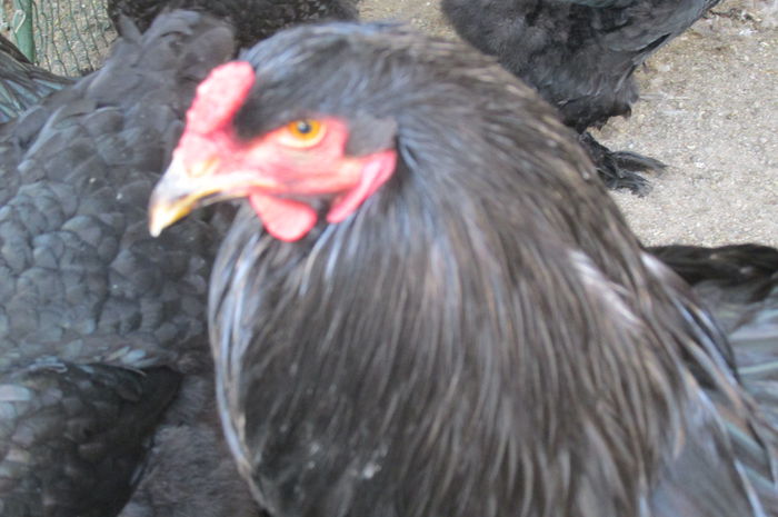 IMG_3762 - BRAHMA MATCA 2015