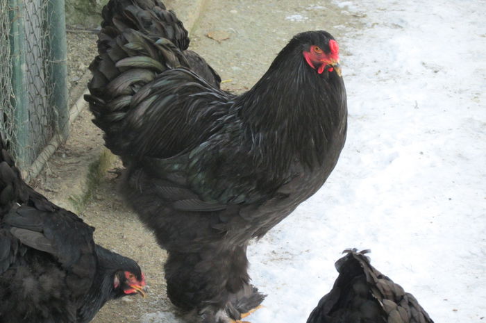 IMG_3771 - BRAHMA MATCA 2015