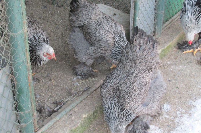 IMG_3785 - BRAHMA MATCA 2015