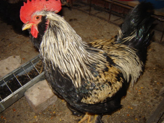 DSC03503 - II - a-ailalta casa