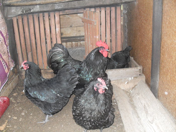 SDC10753 - Australorp