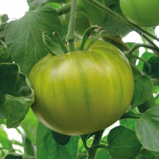 Tomate Evergreen__ - ever green