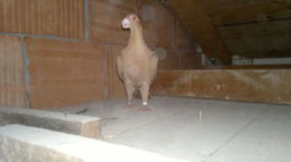 101229214_BQWTDDE - pui 2012