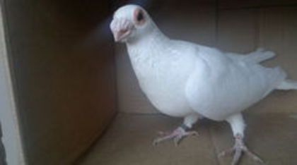 101302089_QEGQVQH3 - pui 2012