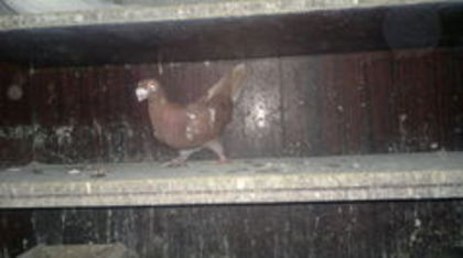 101303056_VXIRCUM3 - pui 2012