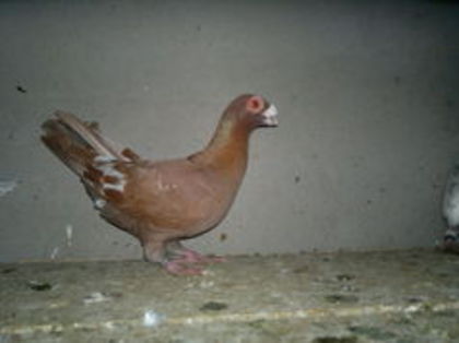 101350751_JCAQAQR3 - pui 2012