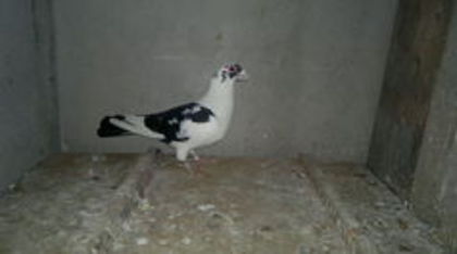 101351058_AULAASR - pui 2012