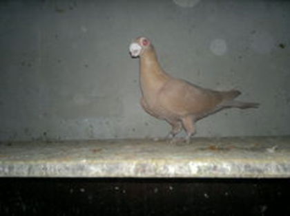 101351110_YRPQUEW - pui 2012