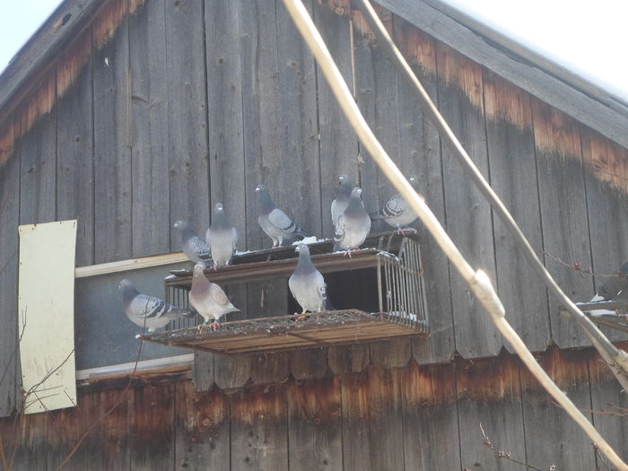 385 - postagalambak2014