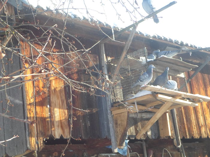 386 - postagalambak2014