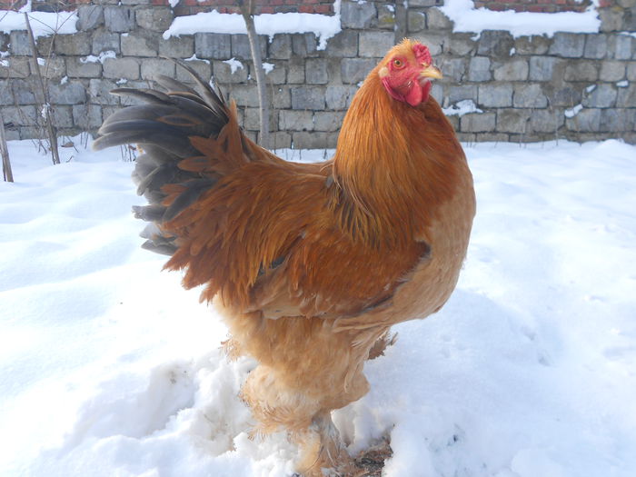 Picture 85 015 - Brahma columbia