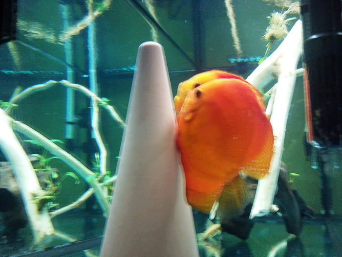 Photo1323 - Discusi mei