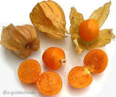 physalis comestibil