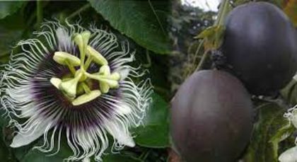 passiflora edulis(maracuja)