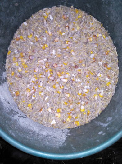 Cereale; Porumb,grau,orz,ovaz,secara,srot,triticale
