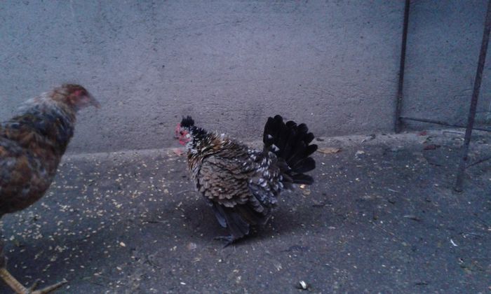 pitica frizata motata