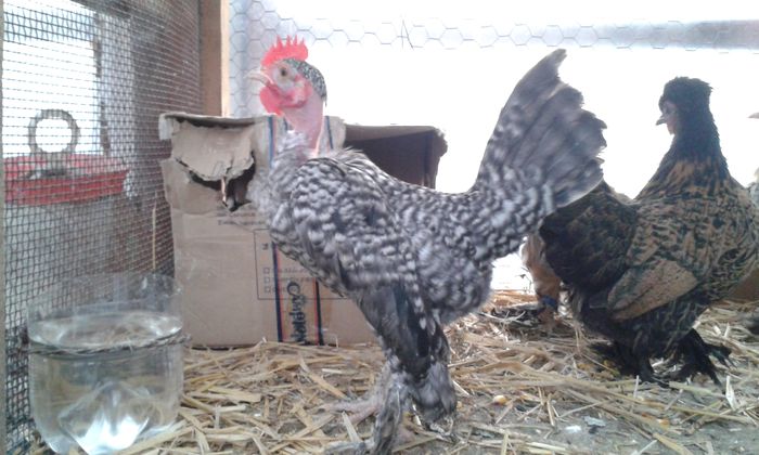 cocosel golas porumbac