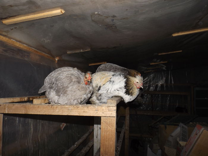 gaina gatana mare gri