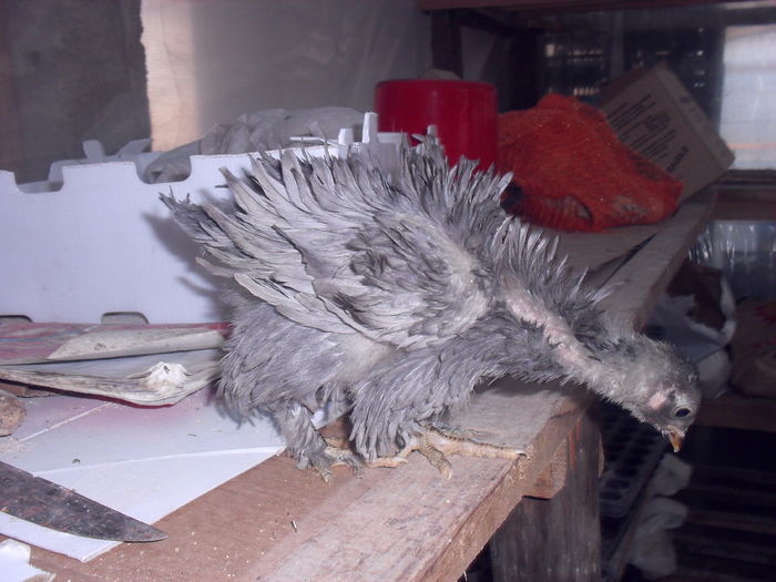 pui albastru frizat incaltat