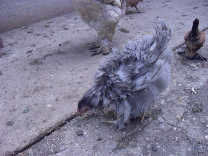 puica albastra frizata