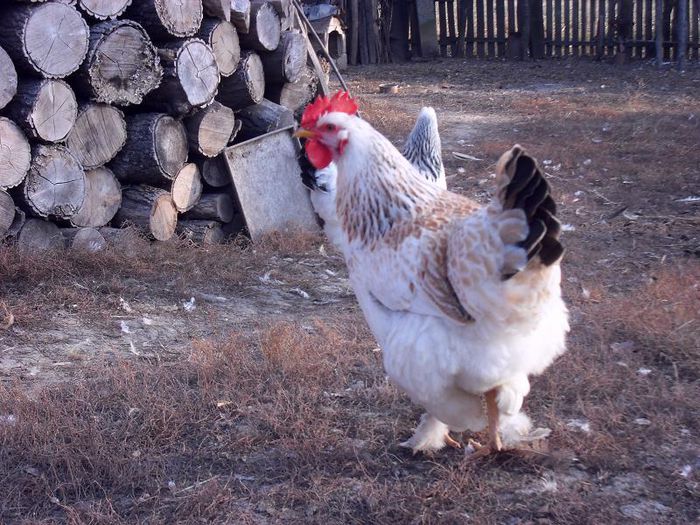 gaina canepie incaltata