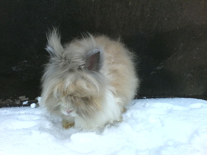 Cocosi si iepuri. 020 - Angora 2015