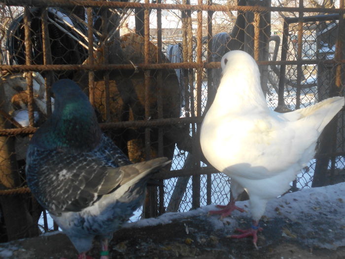 DSCN0496 - Karieri matca 2015