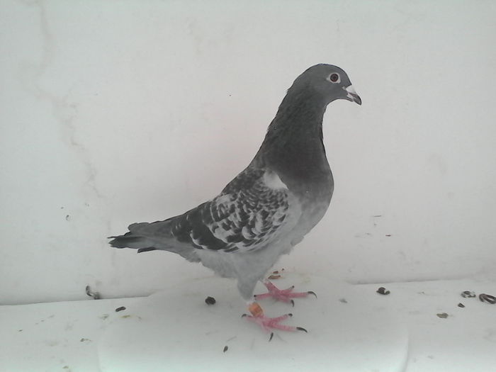 IMG_20141105_132400 - femele reproductie 2015