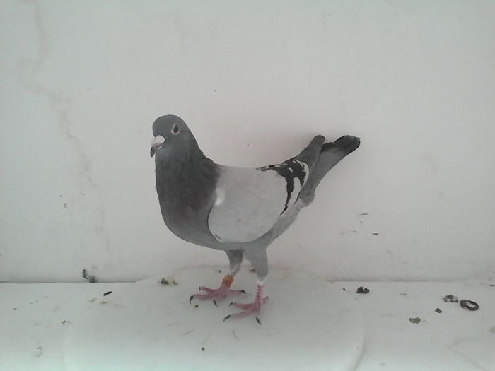 IMG_20141105_133233 - femele reproductie 2015