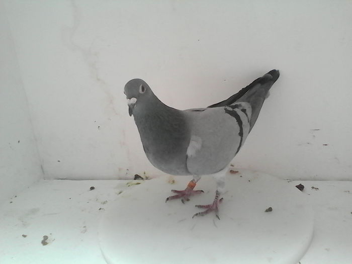 IMG_20141105_134138 - femele reproductie 2015