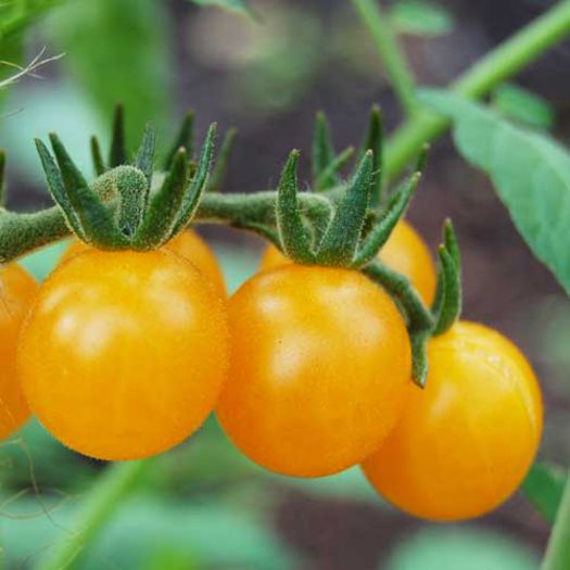 tomate-golden-currant - gold curant