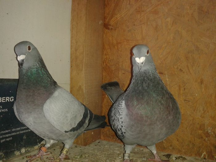 perechie 2 2015; vremaroiu x ioan anghelina
